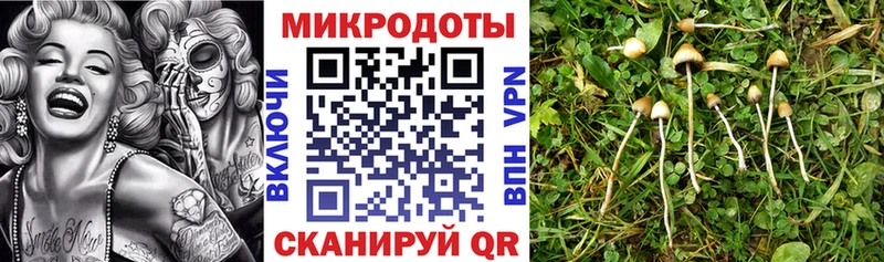 Псилоцибиновые грибы Psilocybe  где найти   Игарка 